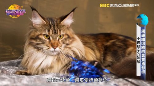 讓世界都看見-台灣好品牌-品牌人物誌-電視節目專訪-「艾利歐庫恩緬因貓舍」 製作單位：星澤影視傳播 製作人：游祈盛、楊含容